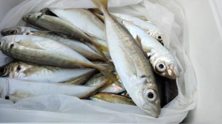 アジは好調継続中！